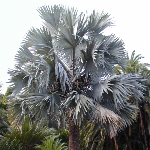 Identifying Commonly Cultivated Palms