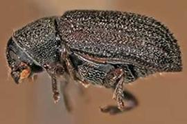   Alniphagus aspericollis , lateral view 