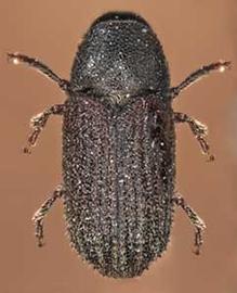   Alniphagus aspericollis , dorsal view 