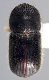             Anisandrus dispar , dorsal view   