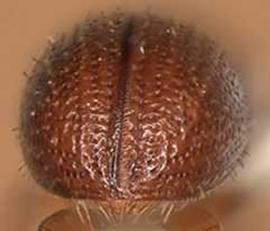             Araptus hymenaeae , posterior view (declivity)   