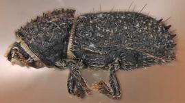             Cactopinus desertus , female, lateral view   