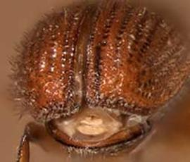             Carphobius arizonicus , posterior view   (declivity)   