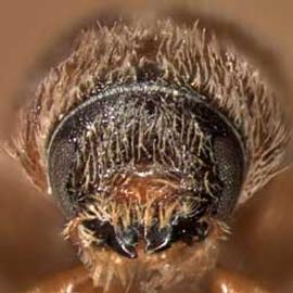             Carphobius arizonicus , anterior view   