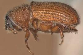             Carphobius arizonicus , lateral view   