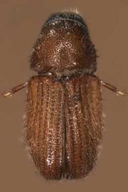             Carphobius arizonicus , dorsal view   