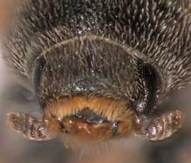             Chaetophloeus hystrix , anterior view   