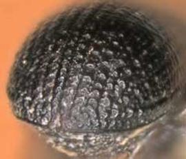             Cnemonyx ficus , posterior view (declivity)   