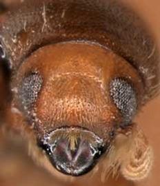             Cnemonyx ficus , anterior view   