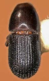             Cnemonyx ficus , dorsal view   