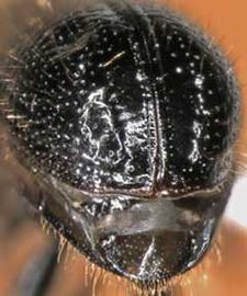             Conophthorus ponderosae , posterior view   (declivity)   