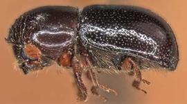             Corthylus punctatissimus  (pitted ambrosia beetle), lateral   view   