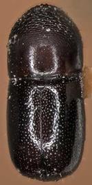             Corthylus punctatissimus  (pitted ambrosia beetle), dorsal   view   