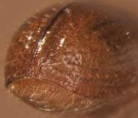             Cryptocarenus floridensis , posterior view   (declivity)   