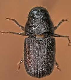             Dendroctonus ponderosae  (mountain pine beetle), dorsal   view   