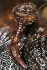             Dendroctonus ponderosae  (mountain pine beetle),   club   