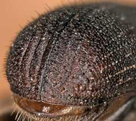             Dendroctonus ponderosae  (mountain pine beetle), posterior view   (declivity)   