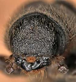             Dendroctonus ponderosae  (mountain pine beetle), anterior   view   