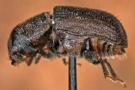             Dendroctonus ponderosae  (mountain pine beetle), lateral   view   