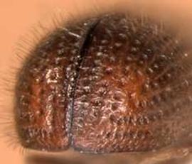             Dendroterus texanus , posterior view   (declivity)   