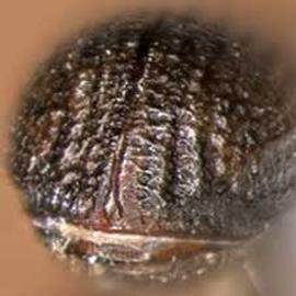             Dolurgus pumilus , posterior view (declivity)   