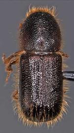             Dryocoetes confusus  (western balsam bark beetle), dorsal   view   