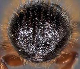             Dryocoetes confusus  (western balsam bark beetle), posterior   view (declivity)   