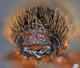             Dryocoetes confusus  (western balsam bark beetle), anterior   view   