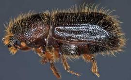             Dryocoetes confusus  (western balsam bark beetle), lateral   view   