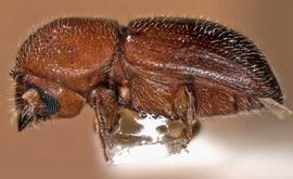             Dryocoetoides cristatus , lateral view   