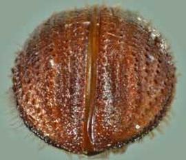             Dryocoetoides reticulatus , posterior view (declivity)   (Photo by Atkinson 2009)   