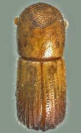             Dryocoetoides reticulatus , dorsal view (Photo by Atkinson   2009)   