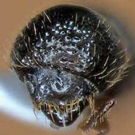             Euwallacea fornicatus , anterior view   