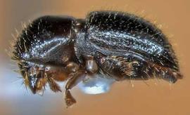             Euwallacea fornicatus , lateral view   