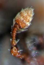             Hylastinus obscurus  (clover root borer), club   