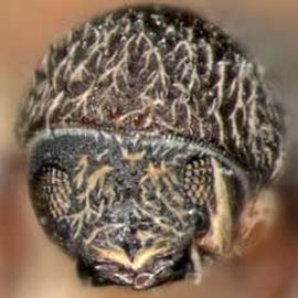             Micracisella nanula , anterior view   