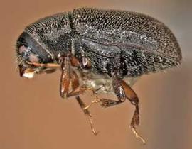   Polygraphus rufipennis  (four-eyed spruce bark beetle), lateral view 