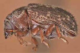             Pseudohylesinus sericeus    (silver fir beetle), lateral   view   