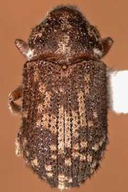   Pseudohylesinus sericeus  (silver fir beetle), dorsal view 