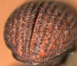   Scierus annectans , posterior view (declivity) 