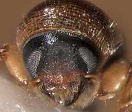   Scolytodes schwarzi , anterior view 