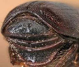   Scolytus scolytus  (large elm beetle), posterior view (declivity) 