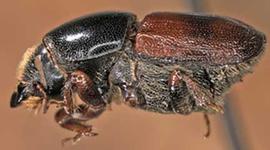   Scolytus scolytus  (large elm beetle), lateral view 
   