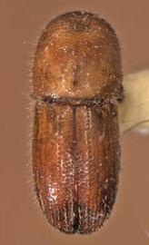             Theoborus ricini , female, dorsal view   