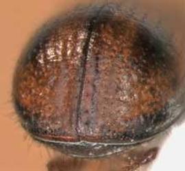   Trypodendrum lineatum  (striped ambrosia beetle), posterior view (declivity) 