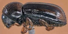   Trypodendrum lineatum  (striped ambrosia beetle), lateral view 