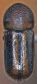   Trypodendrum lineatum  (striped ambrosia beetle), dorsal view 