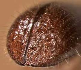   Xyleborus intrusus , posterior view (declivity) 