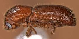   Xyleborus intrusus , lateral view 