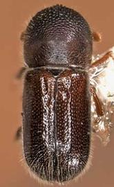   Xyloterinus politus , dorsal view 